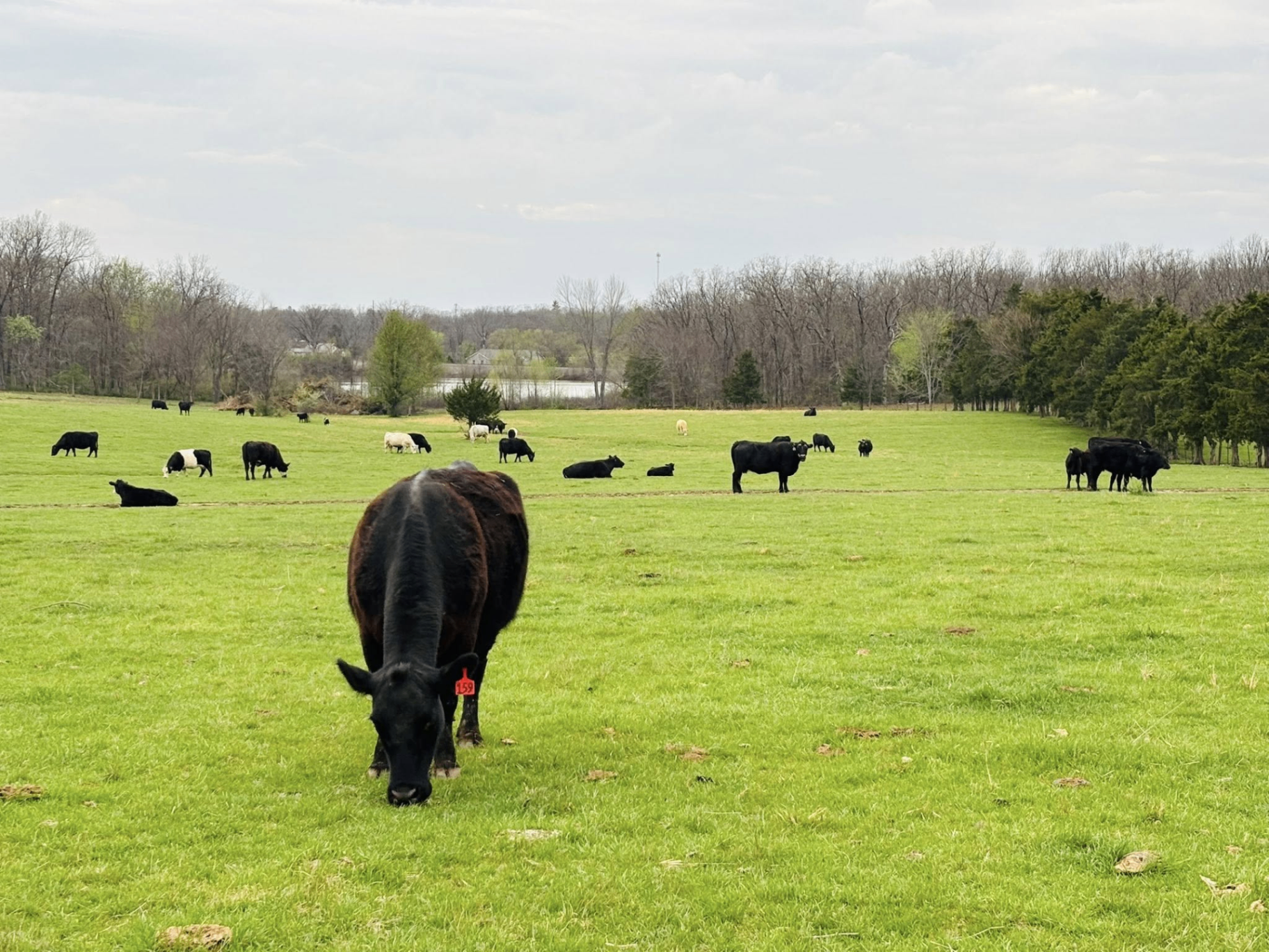 Cattle grazing on green pasture at Alen Farms