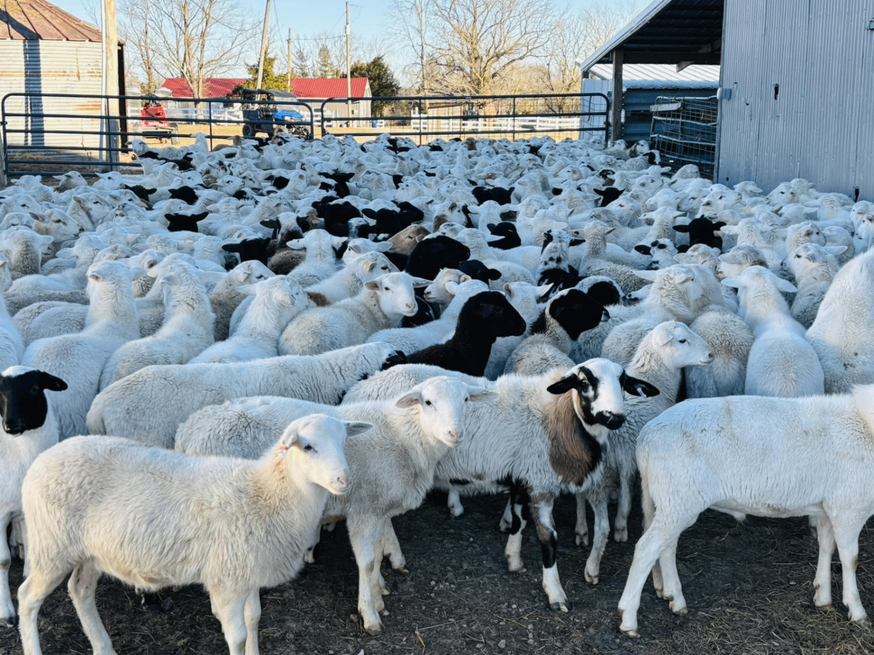 Flock of family-raised lambs gathered in the pen at Alen Farms on a sunny winter morning