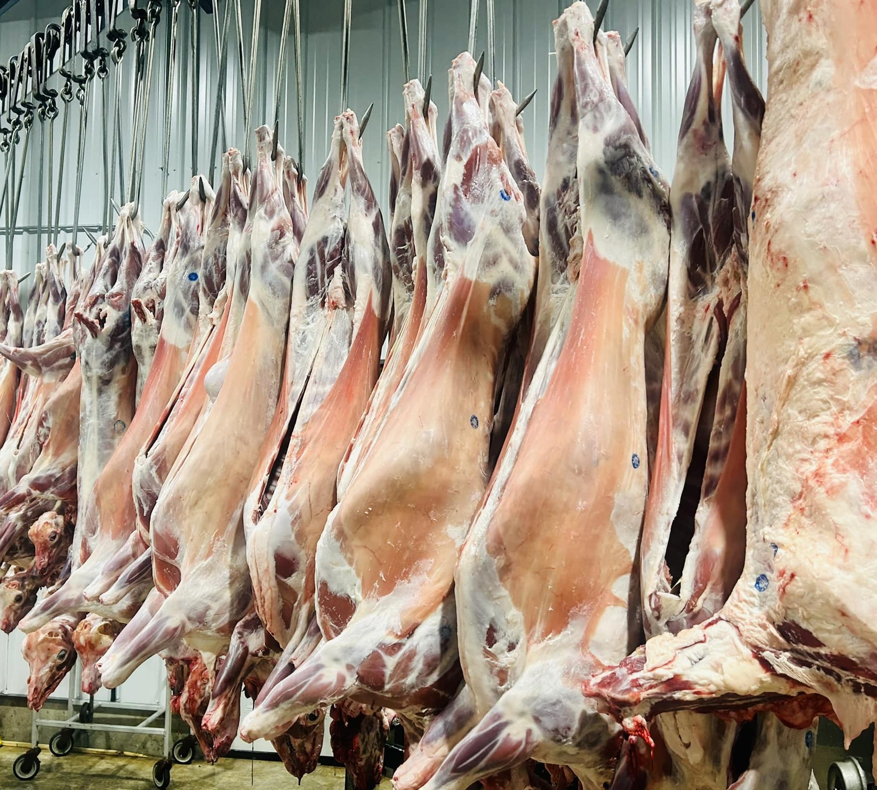 Rows of whole lamb carcasses hanging in the cooler at USA Halal Meat